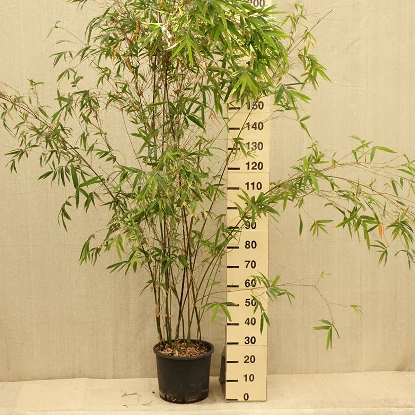 Spécimen de Bambusa glaucescens Multiplex - Bambou moyen Pot de 12L/15L tel que livré en été