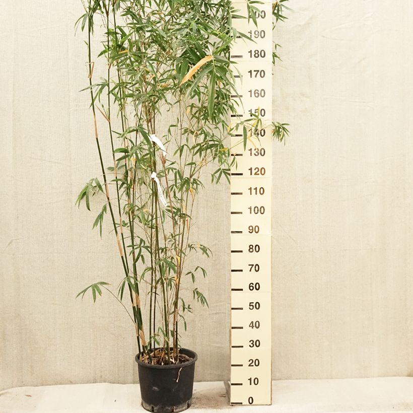 Spécimen de Bambusa glaucescens Multiplex - Bambou moyen - en pot de 12L/15L tel que livré au printemps