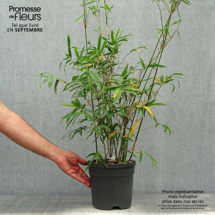 Spécimen de Bambusa glaucescens Multiplex - Bambou moyen Pot de 4L/5L tel que livré en automne