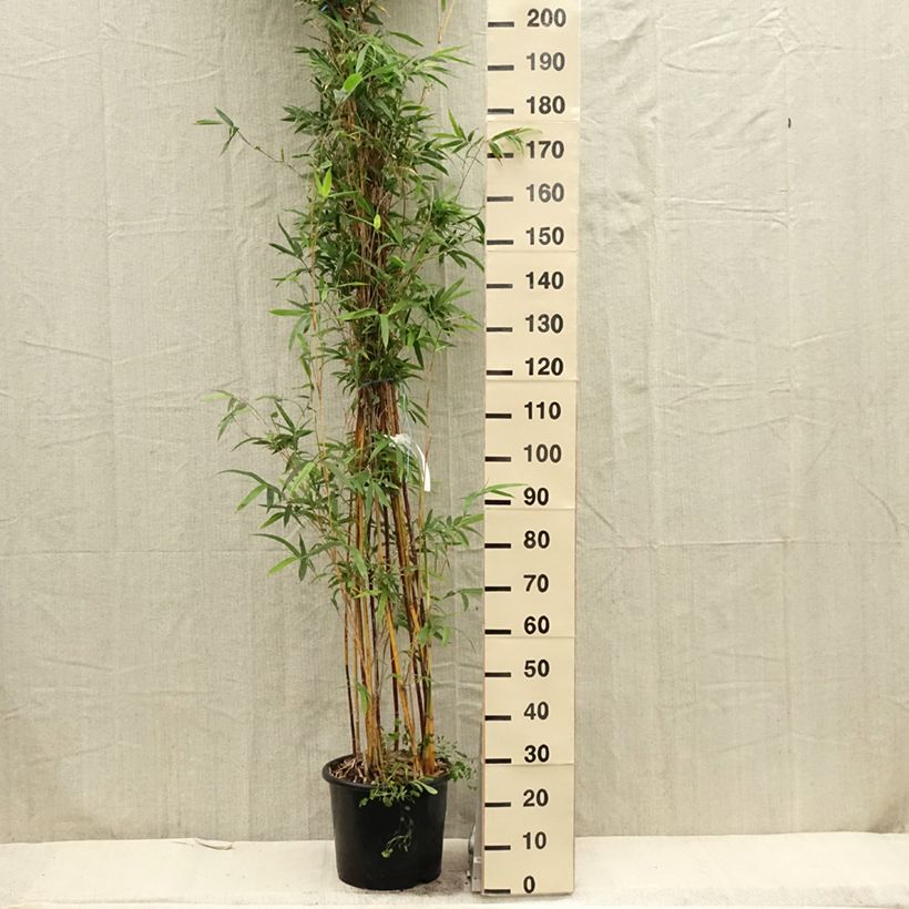 Spécimen de Bambusa multiplex  Alphonse Karr - Bambou d'intérieur Pot de 12L/15LHauteur livrée env. 125/150cm tel que livré au printemps