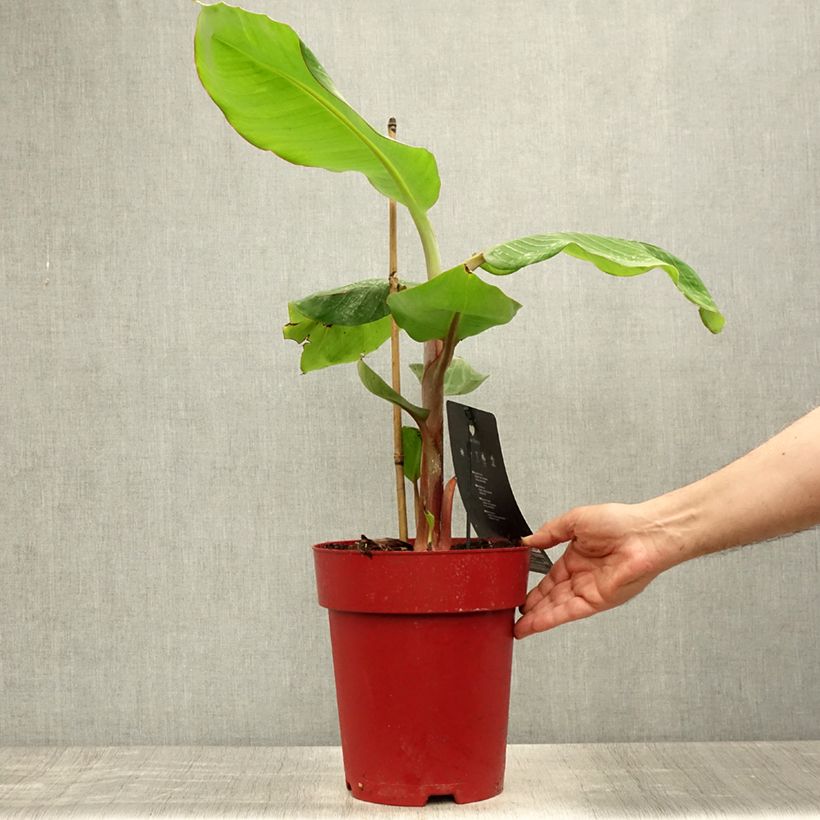 Spécimen de Bananier rouge - Musa acuminata Red Dacca Pot de 6L/7L tel que livré en été