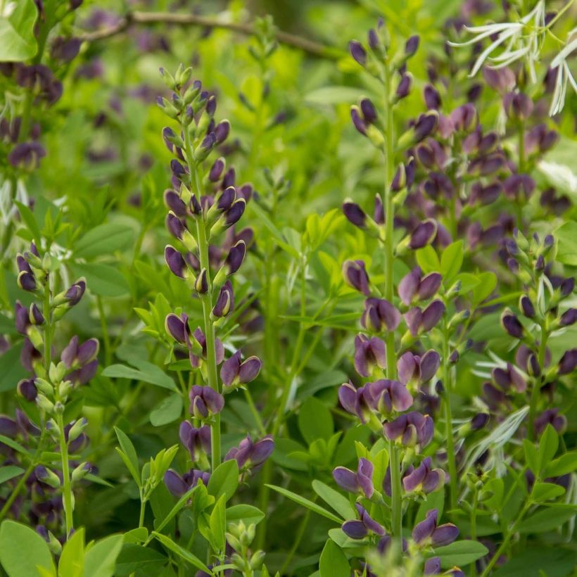 Baptisia australis minor Dark Blue - Lupin indigo (Floraison)