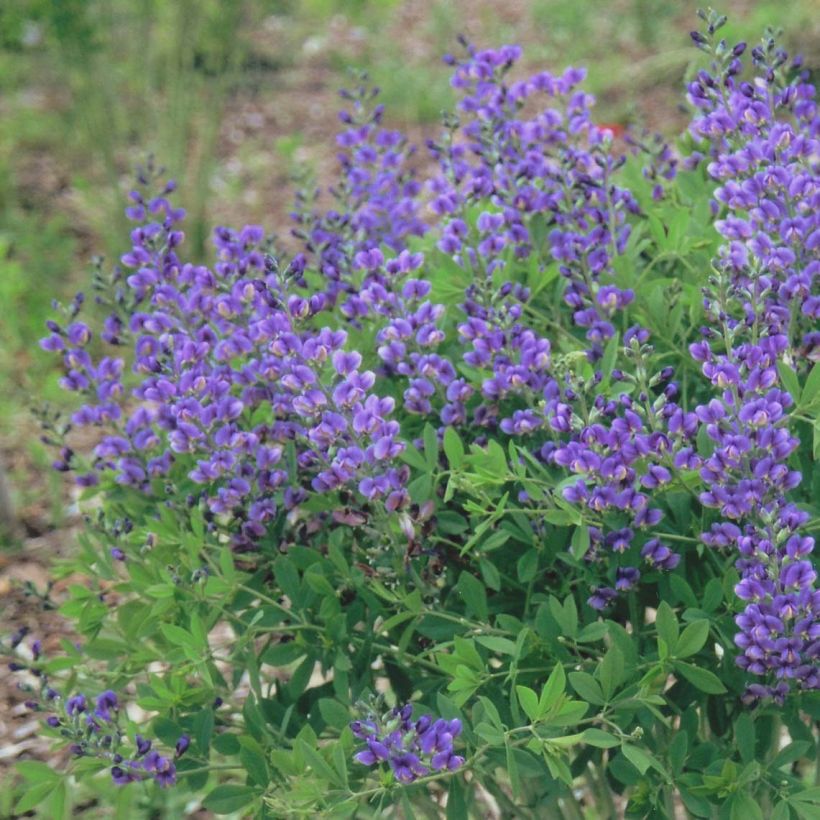 Baptisia Blueberry Sundae - Faux-indigo (Floraison)