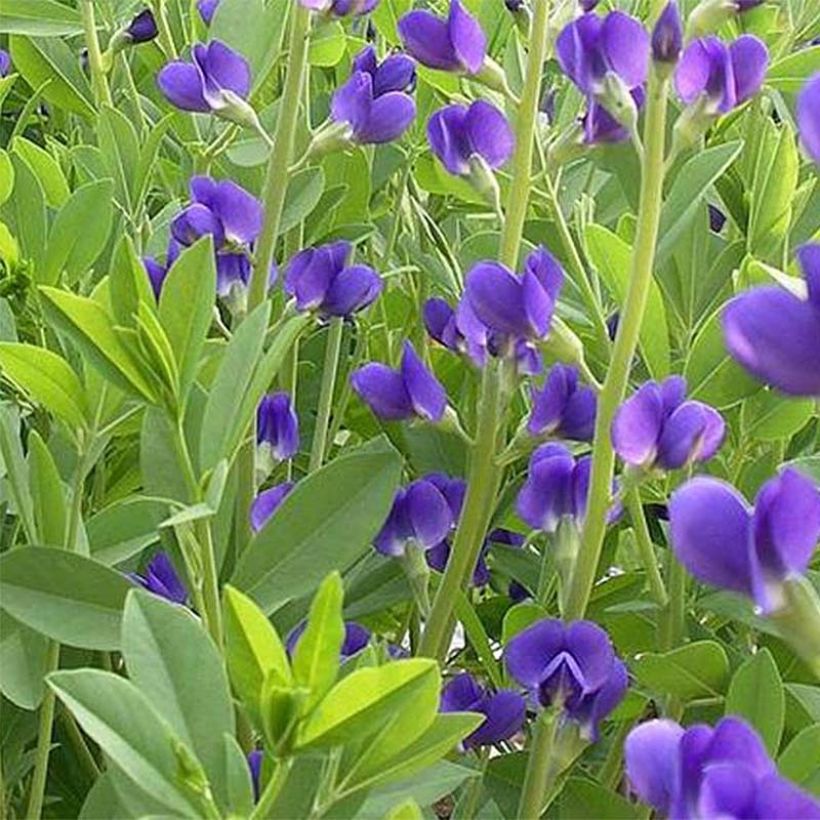 Baptisia Caspian Blue - Lupin indigo (Feuillage)