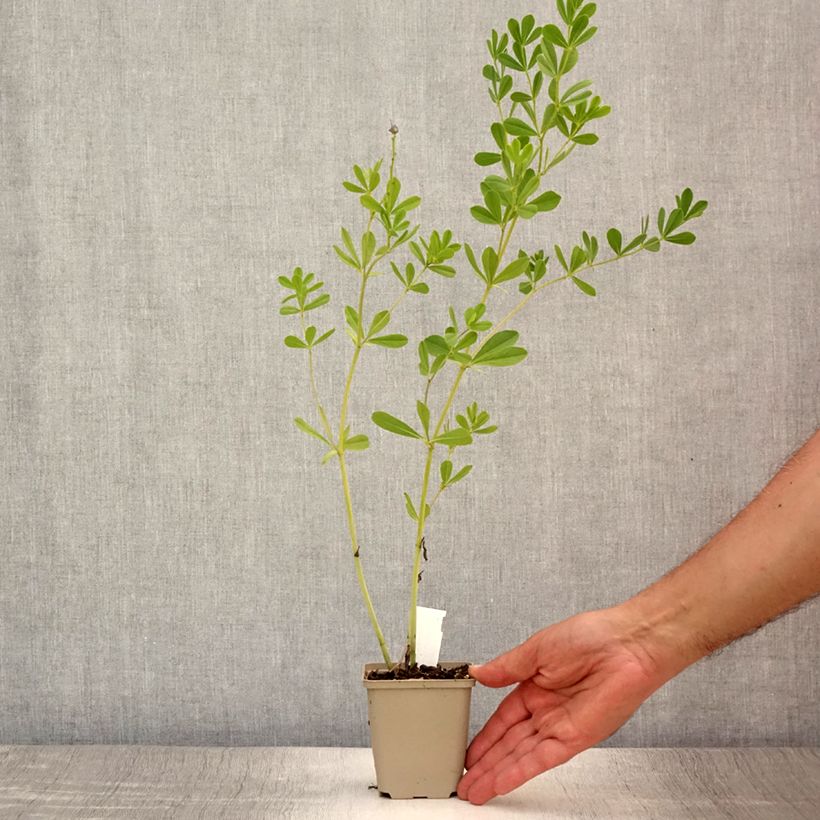 Spécimen de Baptisia Caspian Blue - Lupin indigo Godet de 8/9 cm tel que livré en été