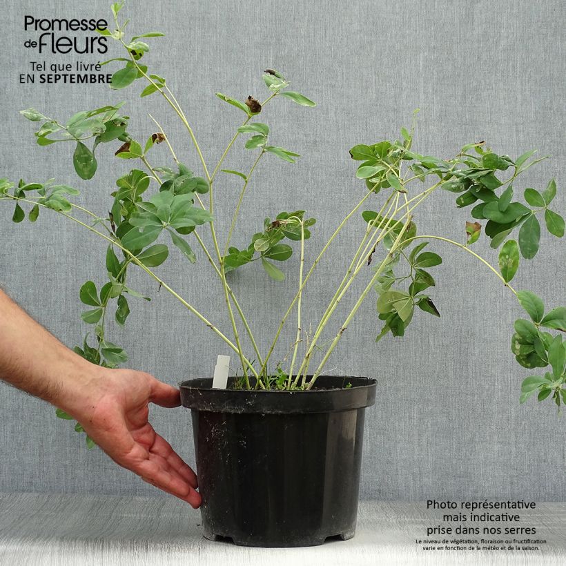 Spécimen de Baptisia Cherries Jubilee  - Lupin indigo Pot de 4L/5L tel que livré en automne