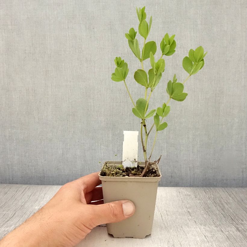 Spécimen de Baptisia Dutch Chocolate - Lupin indigo pourpre brunâtre Godet de 8/9 cm tel que livré en été
