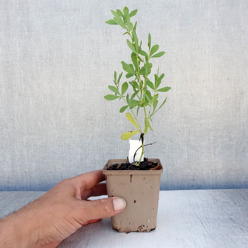 Spécimen de Baptisia pendula alba - Faux indigo blanc Godet de 8/9 cm tel que livré en été