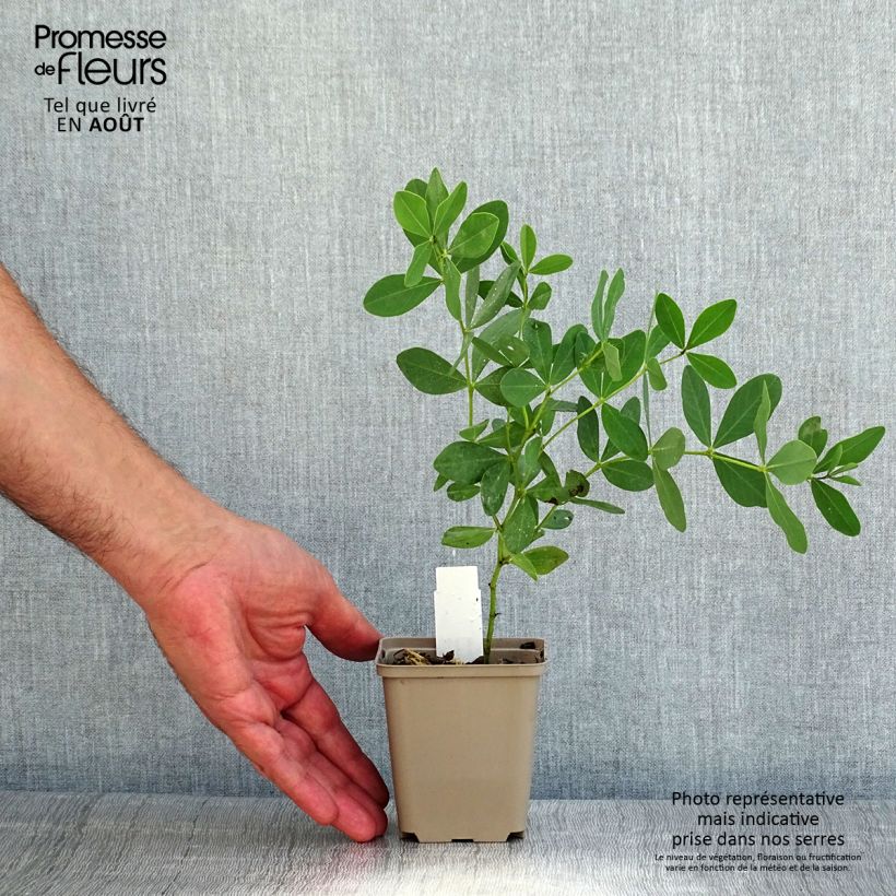 Spécimen de Baptisia Pink Lemonade - Lupin indigo Godet de 8/9 cm tel que livré en été