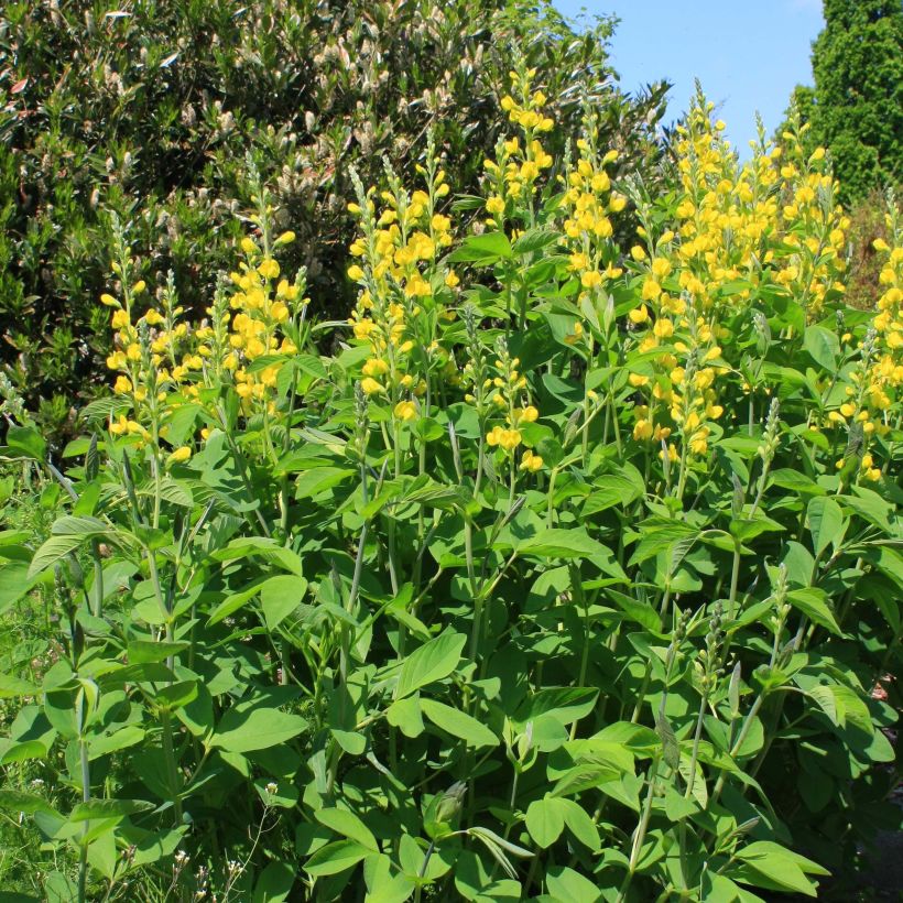 Baptisia sphaerocarpa (= viridis) - Faux indigo jaune. (Port)