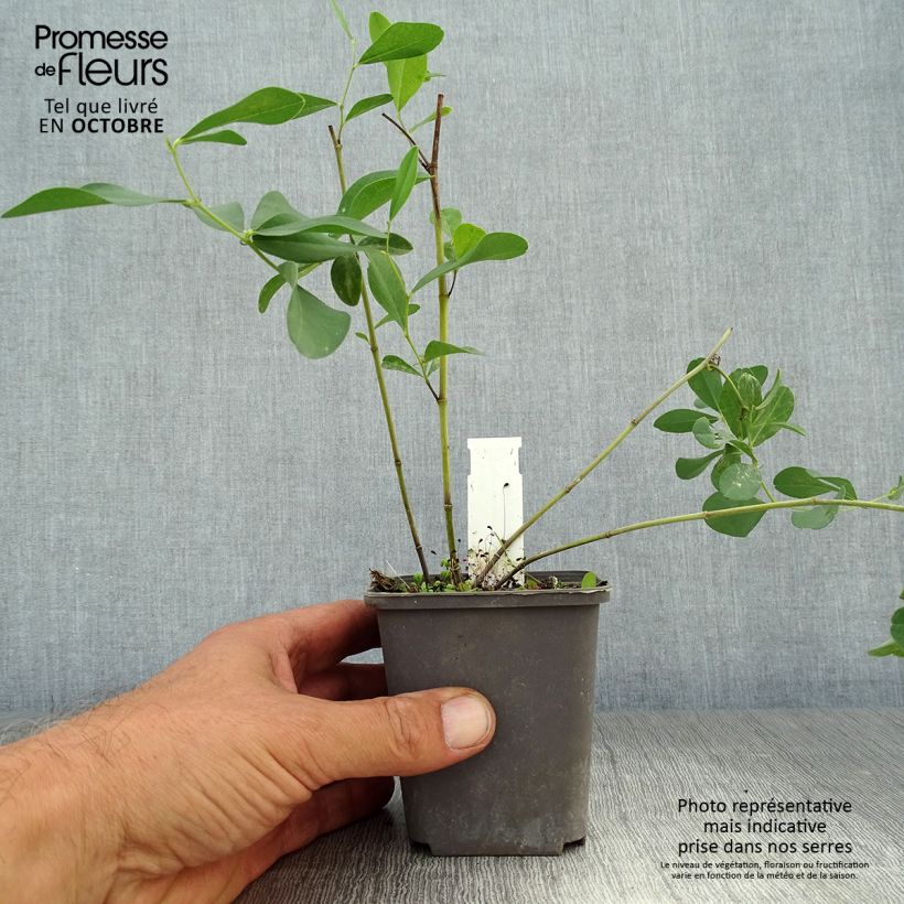 Spécimen de Baptisia sphaerocarpa (= viridis) - Faux indigo jaune. Godet de 8/9 cm tel que livré en automne