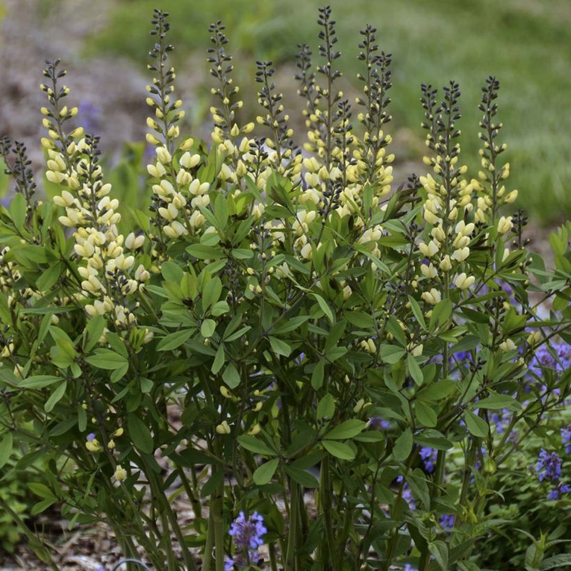 Baptisia Vanilla Cream - Lupin indigo (Port)