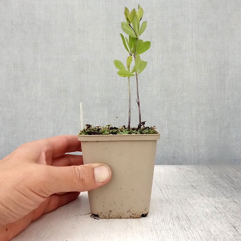 Spécimen de Baptisia Vanilla Cream - Lupin indigo Godet de 8/9 cm tel que livré en été