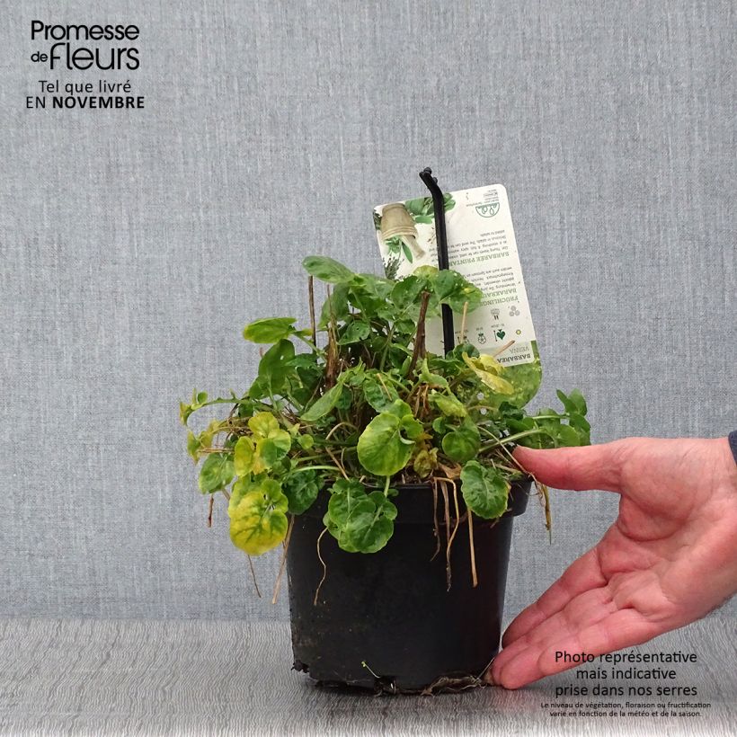 Spécimen de Barbarea verna - Cresson de terre ou de jardin, barbarée printanière Pot de 1,5L/2L tel que livré en automne