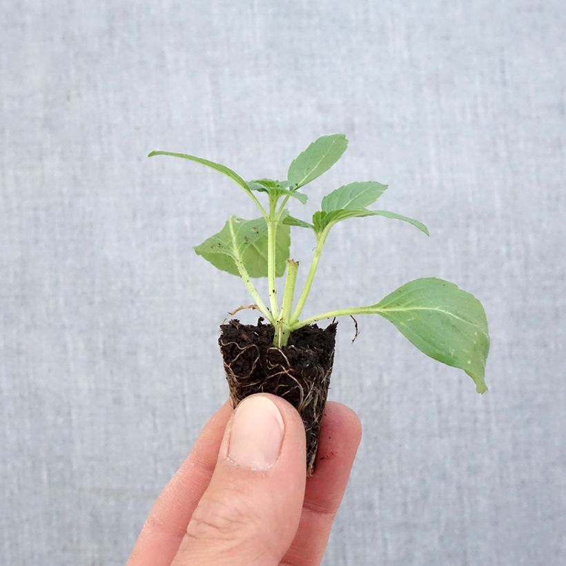 Spécimen de Basilic ornemental Magic White Bio - Ocimum basilicum Mini-motte 2,,3 cm tel que livré au printemps