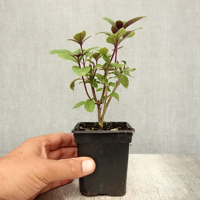 Spécimen de Basilic vivace Magic Mountain en plants  Godet de 7/8 cm tel que livré en été