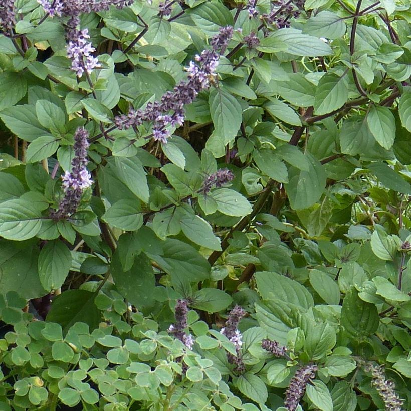 Basilic vivace Magic Mountain en plants  (Feuillage)