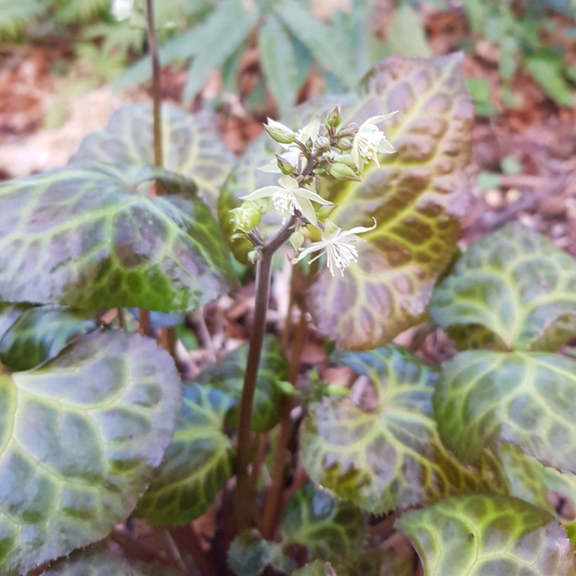 Beesia calthifolia (Floraison)