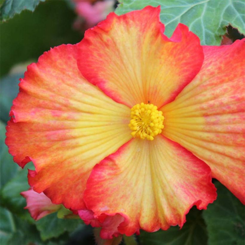 Begonia crispa marginata Yellow-Red (Floraison)