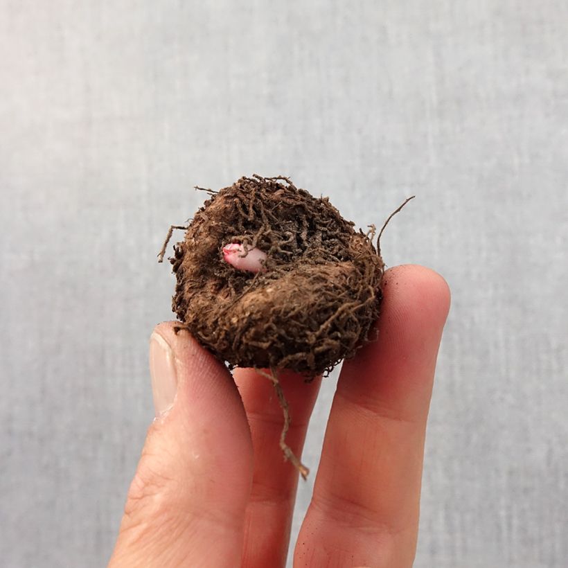 Spécimen de Begonia crispa Marginata White-Red Bulbe tel que livré au printemps