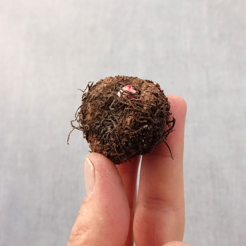 Spécimen de Begonia double Bouton de Rose Bulbe tel que livré au printemps
