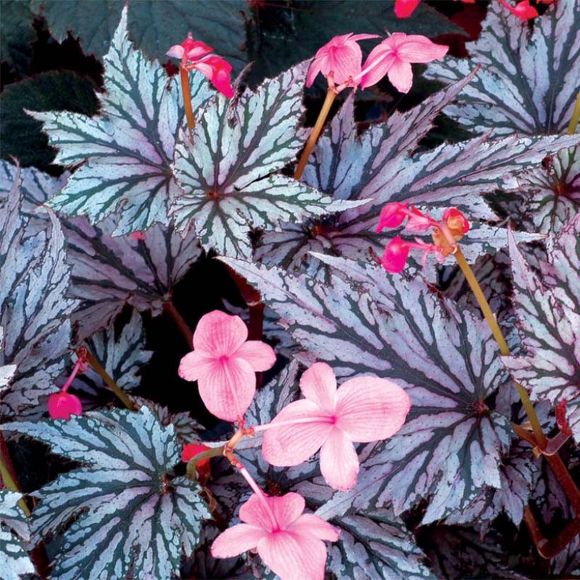 Bégonia Garden Angel Blush (Floraison)