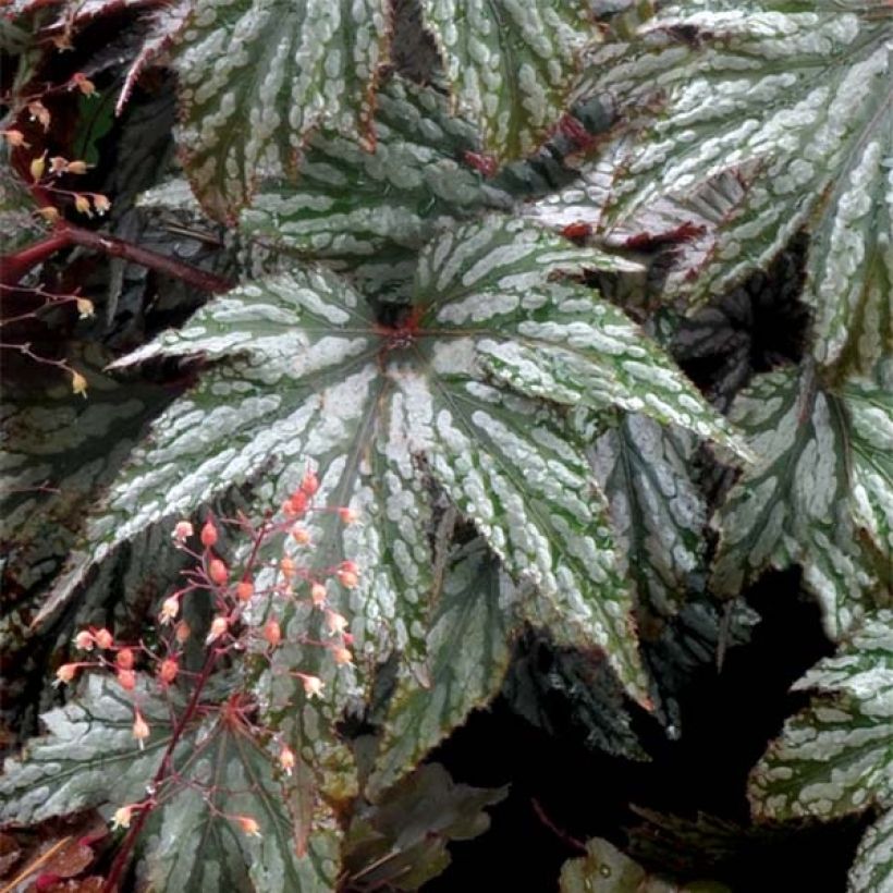 Begonia Garden Angel Silver (Feuillage)