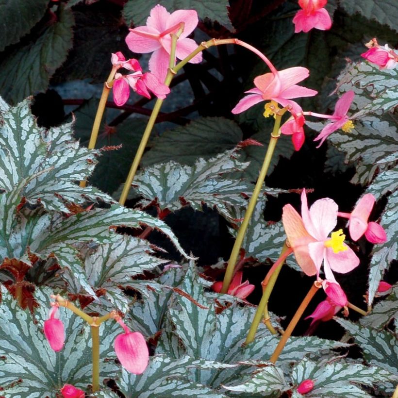 Begonia Garden Angel Silver (Floraison)