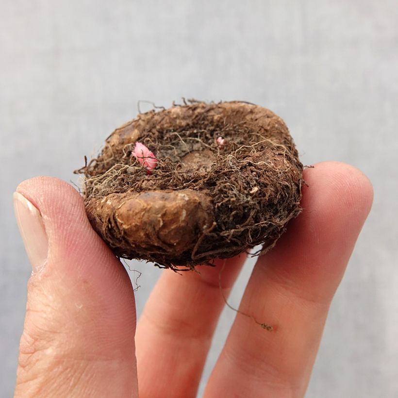 Spécimen de Begonia Grandiflora Saumon Bulbe tel que livré au printemps