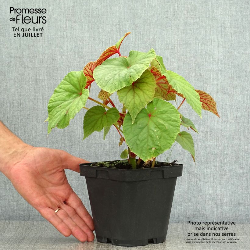 Spécimen de Begonia grandis evansiana Pot de 2L/3L tel que livré en été