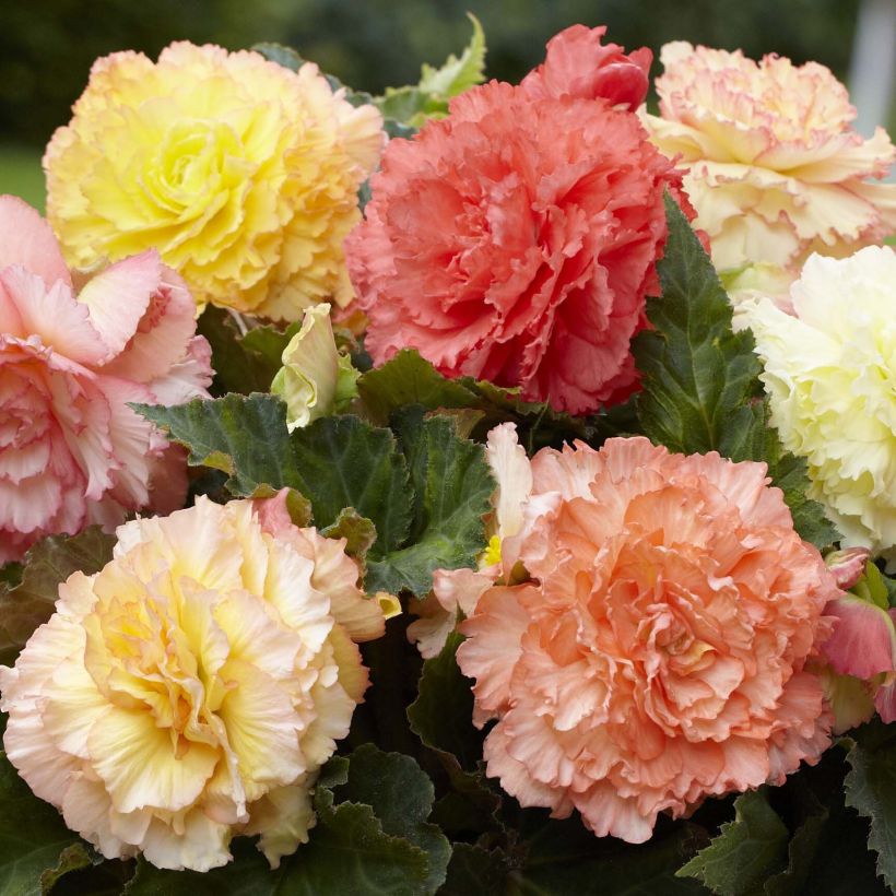 Begonia double pastel en mélange (Floraison)