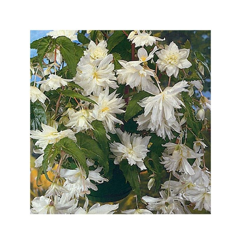 Begonia pendula Blanc - Bégonia retombant (Floraison)