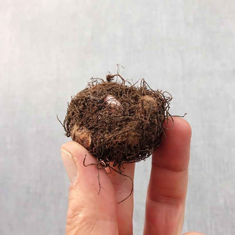 Spécimen de Begonia pendula Blanc - Bégonia retombant Bulbe tel que livré au printemps