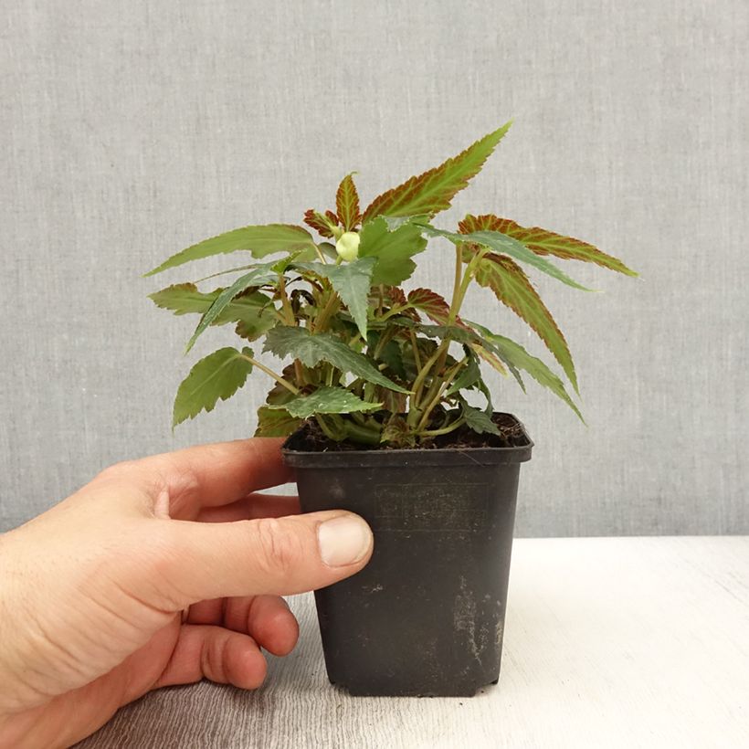 Spécimen de Bégonia retombant Belleconia Citrus  - godet de 8/9cm tel que livré au printemps