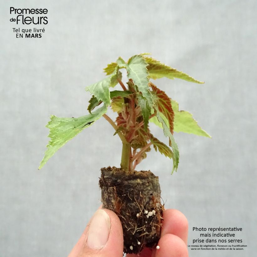 Spécimen de Begonia retombant Summerwings Rose - Mini-motte Ø 3/4 cm tel que livré au printemps