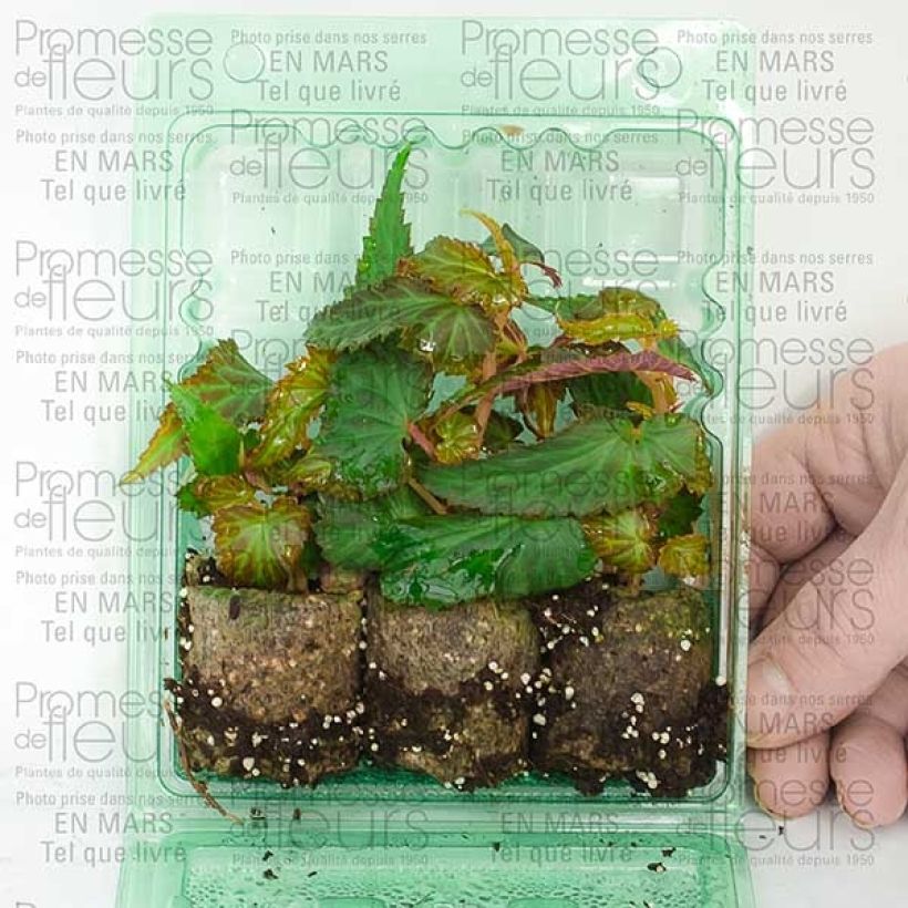 Exemple de spécimen de Bégonia retombant Summerwings White Mini-motte 4 cm tel que livré