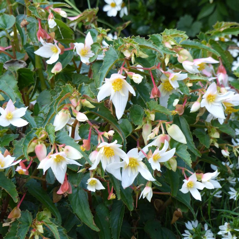 Begonia retombant Summerwings White Elegance (Floraison)