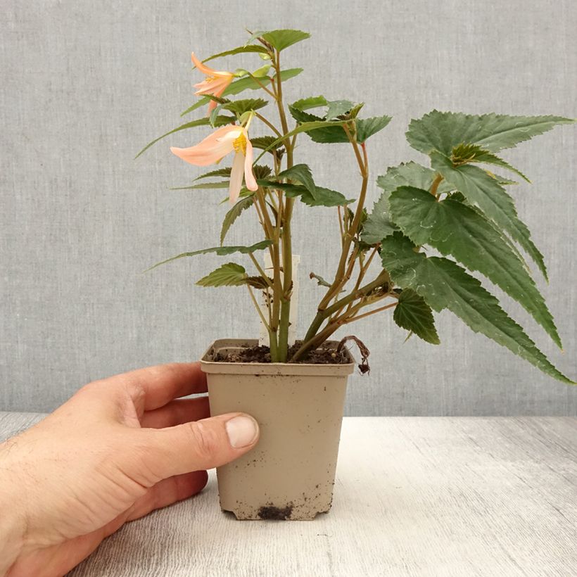 Spécimen de Begonia retombant Summerwings White Elegance - godet de 8/9cm tel que livré au printemps