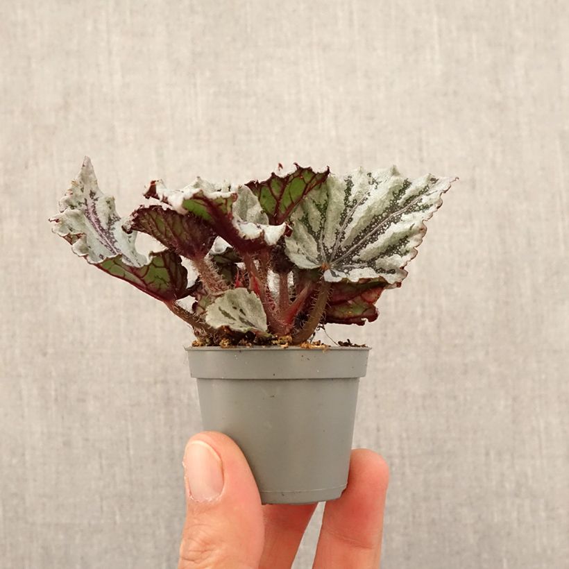 Spécimen de Begonia Rex Dew Drop Mini-plante tel que livré au printemps