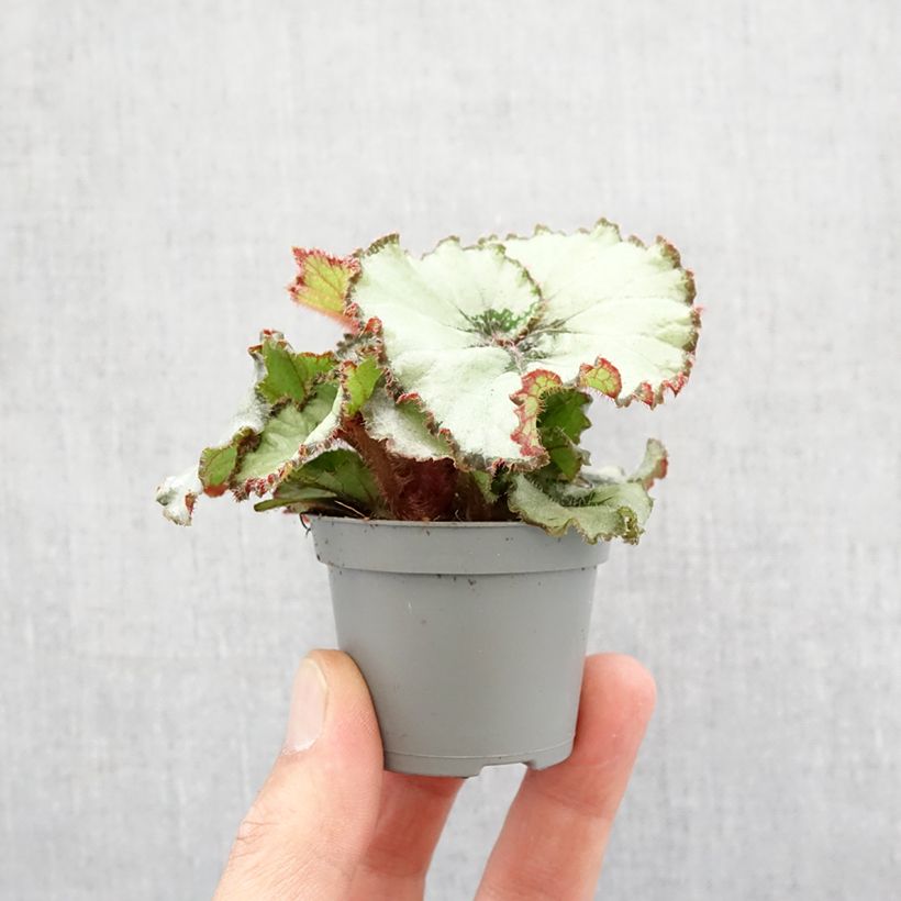 Spécimen de Begonia Rex Escargot - Bégonia escargot Mini-plante tel que livré au printemps