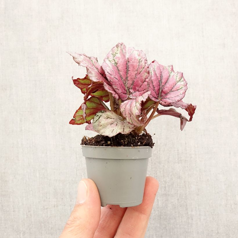 Spécimen de Begonia Rex Hugh McLauchlan Mini-plante tel que livré au printemps