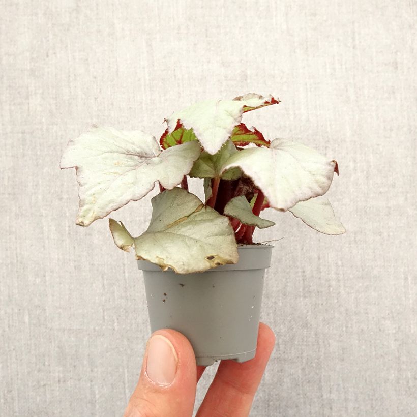 Spécimen de Begonia Rex Pink Pop Mini-plante tel que livré au printemps