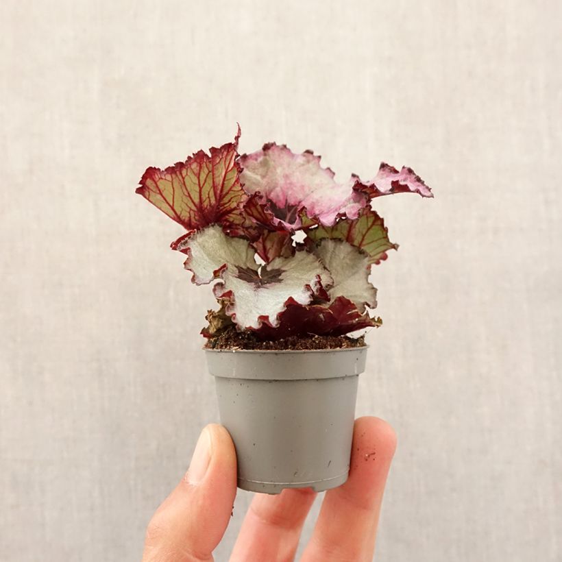 Spécimen de Begonia Rex Red Heart Mini-plante tel que livré au printemps