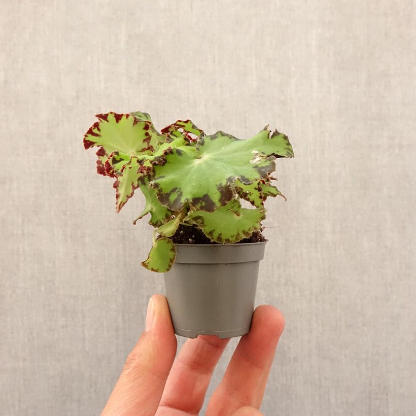 Spécimen de Begonia Rex Red Jive Mini-plante tel que livré au printemps
