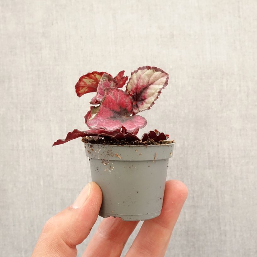 Spécimen de Begonia Rex Red Kiss Mini-plante tel que livré au printemps