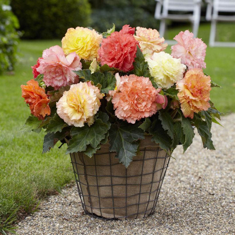 Begonia Fimbriata Samba en mélange (Port)