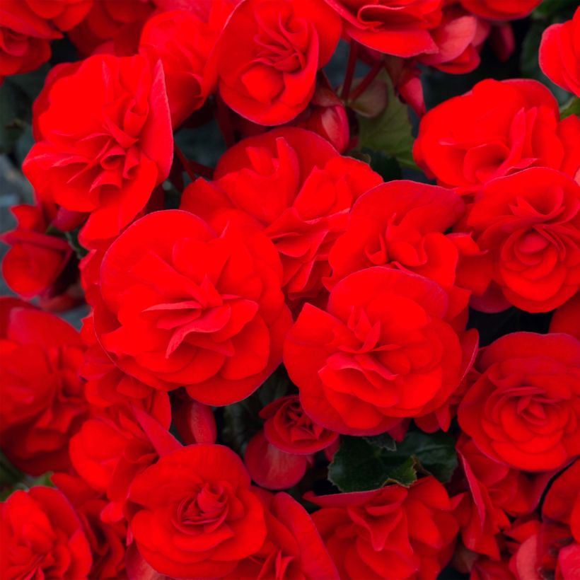 Begonia Sunbrero Red (Floraison)