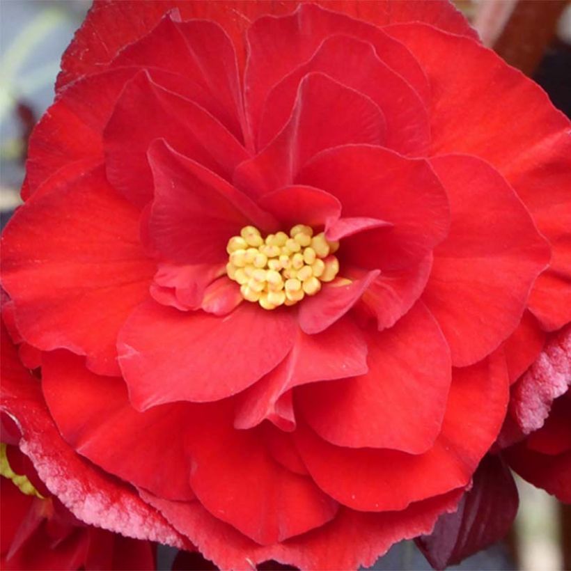 Begonia Switzerland (Floraison)