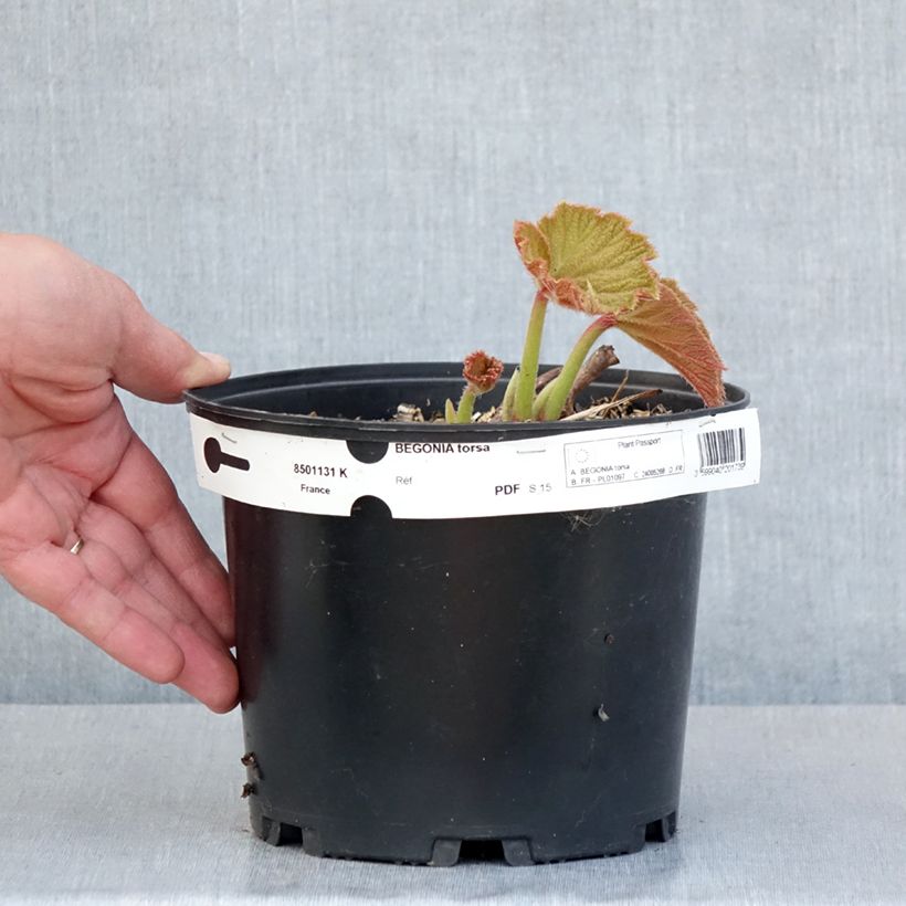 Spécimen de Begonia Torsa - Pot de 3L/4L tel que livré au printemps