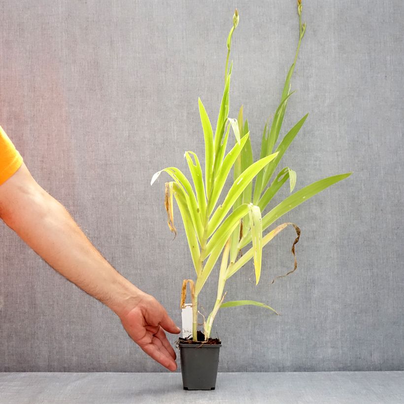 Spécimen de Belamcanda chinensis Hello Yellow - Iris tigré Godet de 8/9 cm tel que livré en été